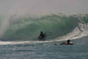 padangwhitebarrel2.jpg